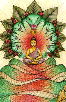 Mucalinda Protected Image